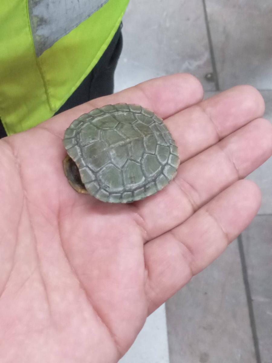 El hallazgo se dio cuando la tortuga se desplazaba entre los durmientes de las vías/ Metro CDMX