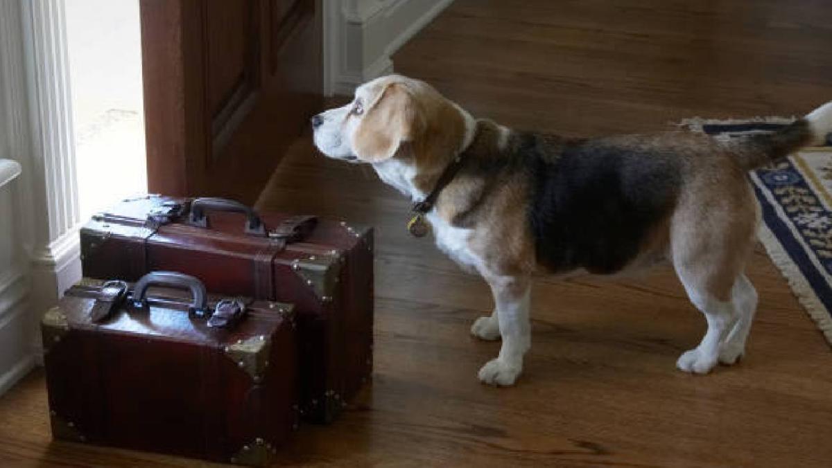 En caso de que no exista acuerdo entre las partes, será un juez quien determine la custodia ya sea compartida o exclusiva. / Pixabay