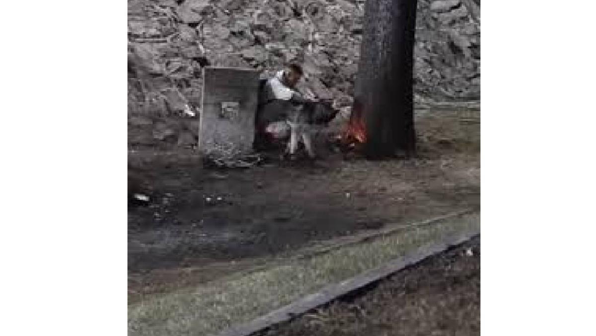 La historia rápidamente se viralizó en plataformas digitales, donde cientos de usuarios llamaron al husky “perrito héroe”. / RS 