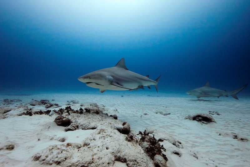 Tiburón ataca a biólogo mexicano Mauricio Hoyos; le mordió la cabeza y es  reportado grave