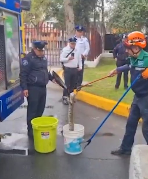 Al final, la serpiente no causó daño a ninguna persona / Redes Sociales