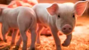Peste porcina africana provoca que México suspenda importación de cerdo español