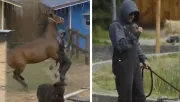 VIDEO: Sergio Mayer Mori sufre accidente con un caballo en La Granja VIP
