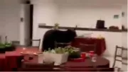 Oso negro irrumpe en posada navideña en Nuevo León y se come la cena