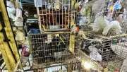 Mercado de Sonora dejará de vender animales desde el 1 de enero 2026