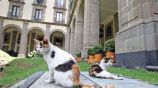 Gatos que viven en Palacio Nacional tendrán alimentación y cuidado de por vida, por orden de AMLO