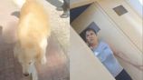 ¡Se salvó el perrito! Una mujer argentina pretendía comerse a su mascota, pero la denunciaron