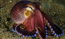 VIDEO: turista juega con pulpo sin saber que era altamente venenoso