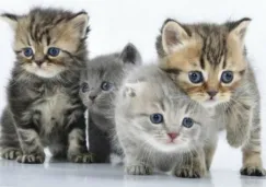 El encantador de gatos es originario de Malasia