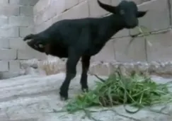 'Cabra fuerte', el apodo del animal que vive en China