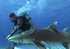 'El encantador de tiburones' intenta hipnotizar a un escualo