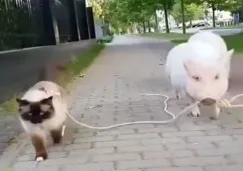 Un puerco sostiene la correa con la que saca a pasear a un gato
