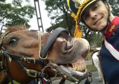El caballo sonríe al momento de que el granadero argentino toma una selfie