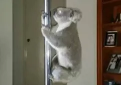 Koala practica 'pole dance' en una casa de Australia