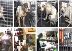 Perros rescatados en la delegación Iztapalapa 