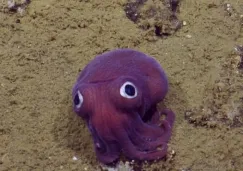 Rossia Pacífica, tras ser hallada