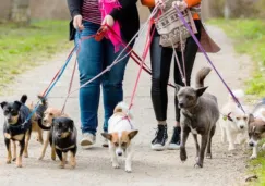 Los reportes ante las autoridades por maltrato se cuentan en miles.