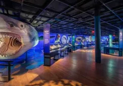Exposición GRATIS de Tiburones en CDMX: ¡En Nueva York fue un éxito!