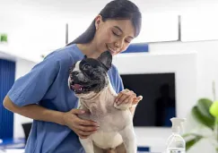 Esterilización económica de perros y gatos en la UNAM: precios, requisitos y cómo agendar cita