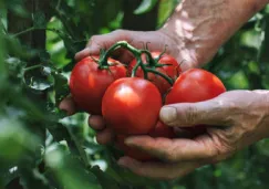 EE.UU. impone arancel del 17.09 % al tomate mexicano tras romper acuerdo comercial