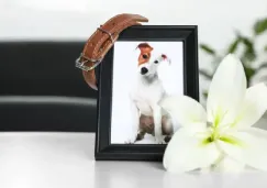 Funeraria J. García López ahora ofrece servicio funerario para tu mascota