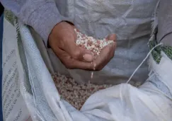 Programa Fertilizantes para el Bienestar abre registro: apoya con fertilizantes gratuitos a productores de pequeña escala