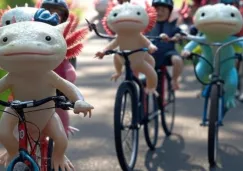 El paseo será por una zona chinampera para conocer la biodiversidad.