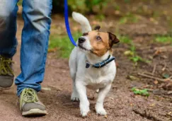 ¿Pasear perritos para pagar multas? Así funciona el sistema de fotocívicas en CDMX