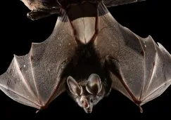 La cita será en el Centro de Cultura Ambiental Ecoguardas.