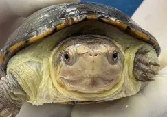 Nace “Migaja”, la tortuga más pequeña del mundo en Guadalajara