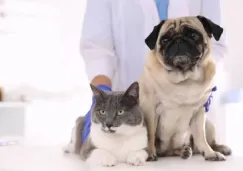 Hospital veterinario 24/7 en CDMX: dónde está y qué servicios ofrece