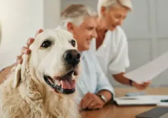 No olvides a tus mascotas al hacer tu testamento: guía legal completa