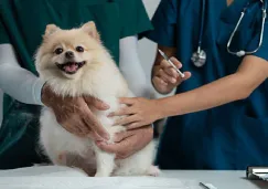 Científicos descubren que la rapamicina podría alargar la vida de los perros hasta 24 años humanos