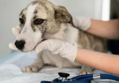 Hace falta la aprobación de la Administración de Alimentos y Medicamentos.