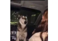 UPN Chihuahua expulsa a alumna tras video de maltrato animal; emborracharon a perrita callejera