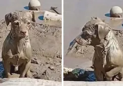 Perrito cubierto de lodo espera a su familia tras inundaciones en Poza Rica