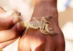 Niña de 5 años fallece tras picadura de alacrán en escuela de Sonora: IMSS confirma falta de suero