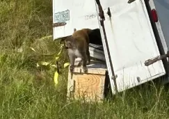 El animal además tiene herpes, hepatitis C y enfermedades de transmisión sexual.