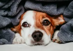 Así puedes cuidar a tu perrito del frío y mantenerlo feliz este invierno
