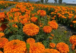 La Secretaría del Medio Ambiente de la Ciudad de México está recolectando las macetas. La Secretaría del Medio Ambiente de la Ciudad de México está recolectando las macetas.