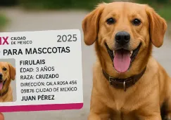 CURP para mascotas: ¿Fecha límite para tramitarla en 2025 y multa en CDMX? CURP para mascotas: ¿Fecha límite para tramitarla en 2025 y multa en CDMX?