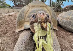 Muere Gramma, la tortuga gigante de Galápagos más longeva del Zoológico de San Diego