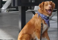 Indy hace historia: el perro de Good Boy es nominado a Mejor Actor en los Premios Astra 2026