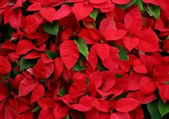 ¿Dónde comprar nochebuenas en CDMX? Fechas y lugares confirmados 2025