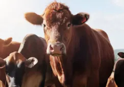 México declara emergencia nacional por gusano barrenador: nuevas reglas para mover ganado y aves