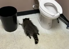 Mapache borracho irrumpe en licorería de Virginia y se desmaya en el baño