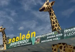 Murieron 24 borregos muflones por unos perros hambrientos que lograron colarse al lugar. Murieron 24 borregos muflones por unos perros hambrientos que lograron colarse al lugar.