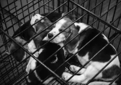 CDMX prohíbe exhibir perros y gatos en jaulas o vitrinas para proteger su bienestar CDMX prohíbe exhibir perros y gatos en jaulas o vitrinas para proteger su bienestar