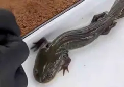 UNAM confirma en Querétaro al ajolote del Altiplano tras 15 años sin registros