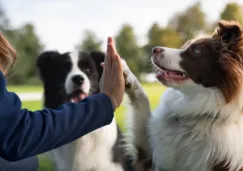 Feria de adopción en CDMX: dónde, cuándo y cómo puedes llevar a casa a tu nuevo amigo peludo